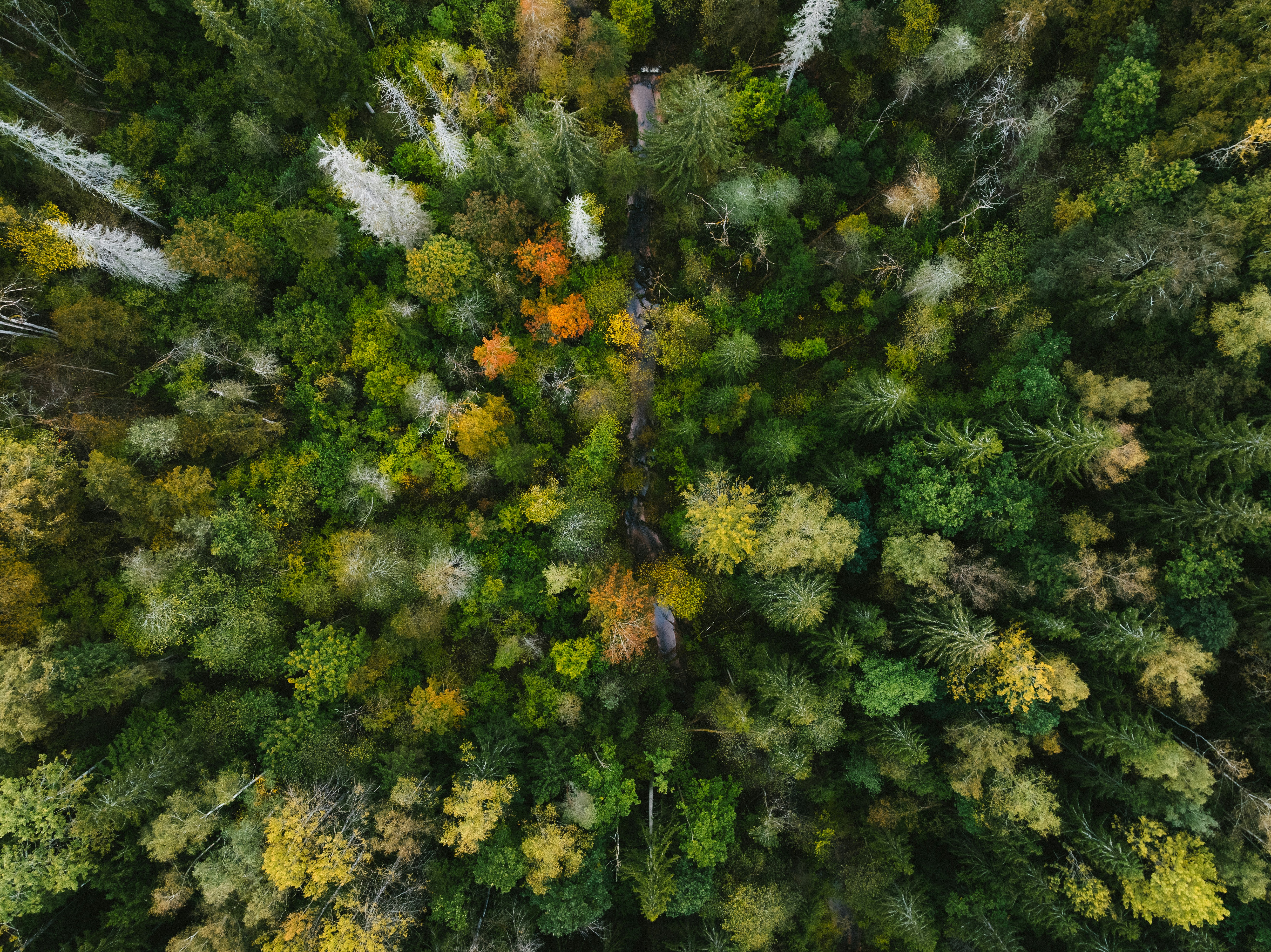 Auenrenaturierung an Fließgewässern: Förderung im Natürlichen Klimaschutz (ANK 2.3)